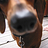 winniedog